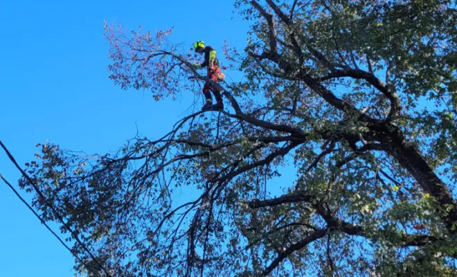 Élagage sur corde avec rétention des branches , Montauban, Arlequin Espaces Verts