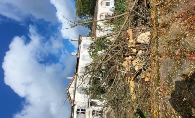 Abattage d'un gros cyprès sur montauban avec broyage des branches, Montauban, Arlequin Espaces Verts