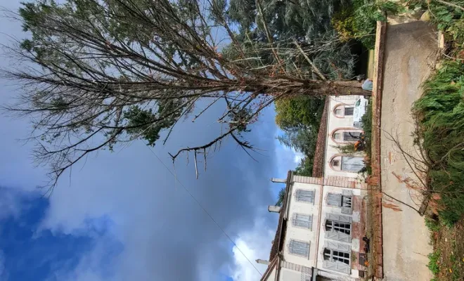 Abattage d'un gros cyprès sur montauban avec broyage des branches, Montauban, Arlequin Espaces Verts