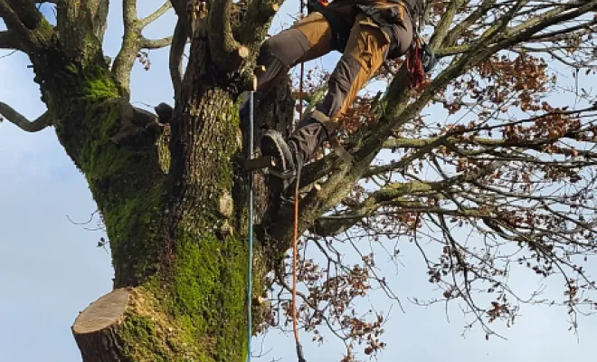 élagage de plusieurs chênes , Montauban, Arlequin Espaces Verts