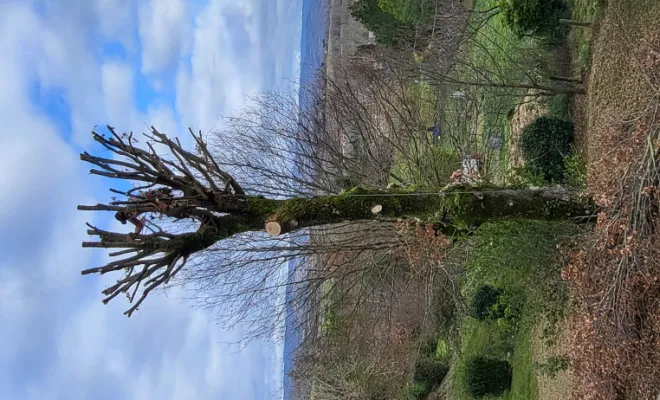élagage de plusieurs chênes , Montauban, Arlequin Espaces Verts
